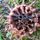 Illustration for article titled Help us identify this mysterious, Cthulu-esque organism, spotted in Stockholm, Sweden